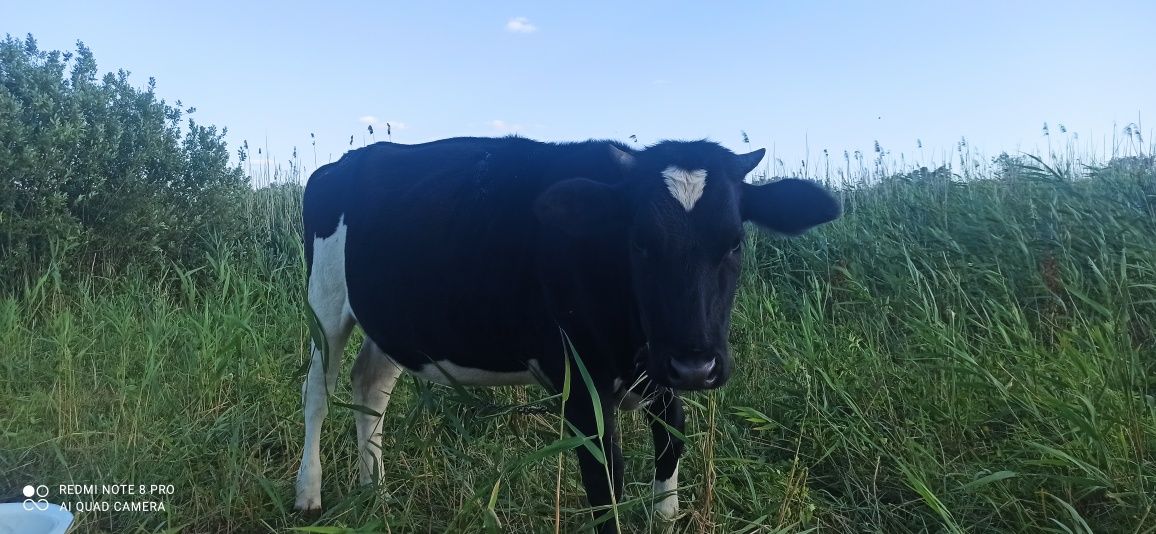 Продам телиць з під високоудойних корів
