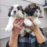 Shih tzu suczka.