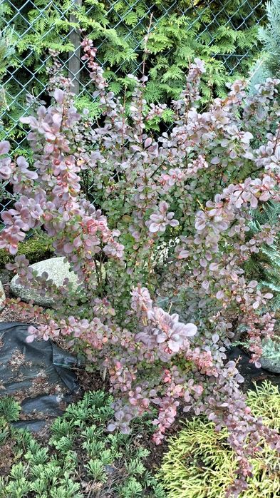 Berberys Thunberga