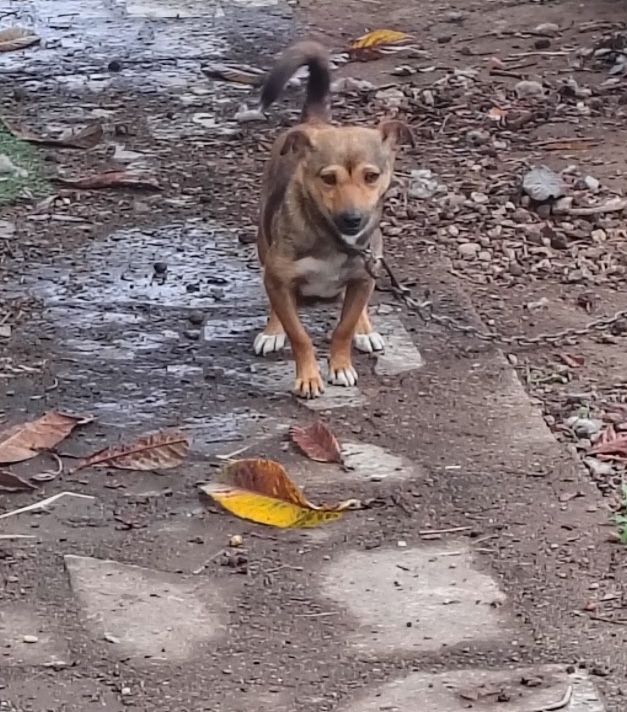 Dou menina de 1 ano e meio