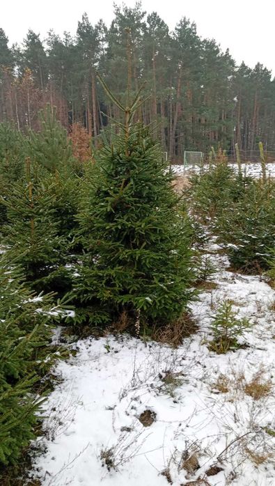 Świerk srebrny pospolity jodła choinki plantacja