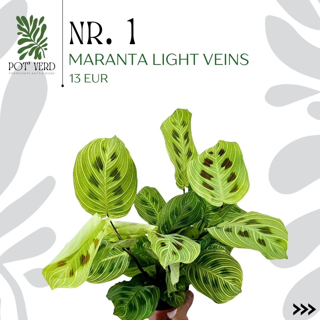 MARANTA LIGHT VEINS (Planta rara)
Esta espécie da familia das marantas