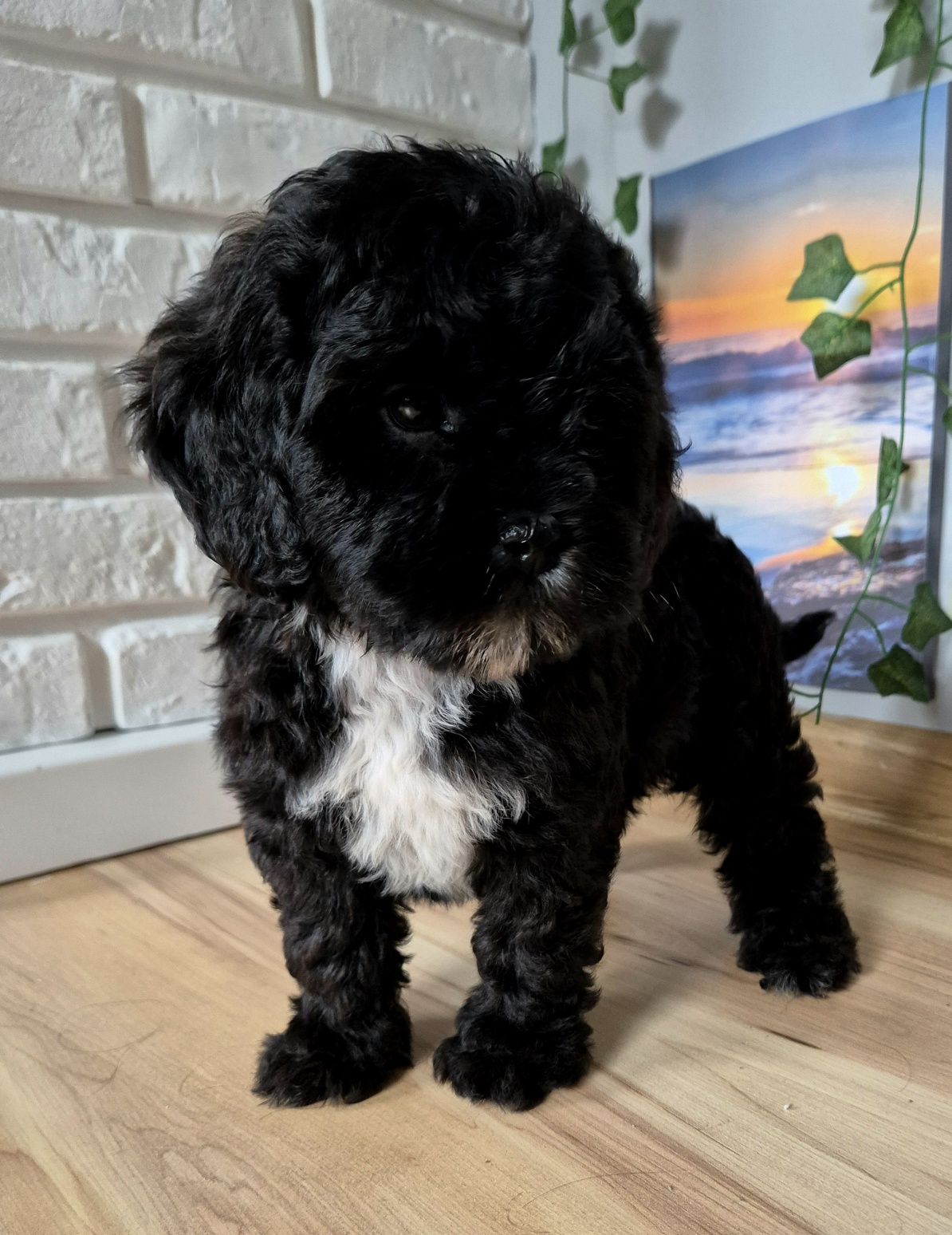 Shihpoo Samczyk hybryda ras
