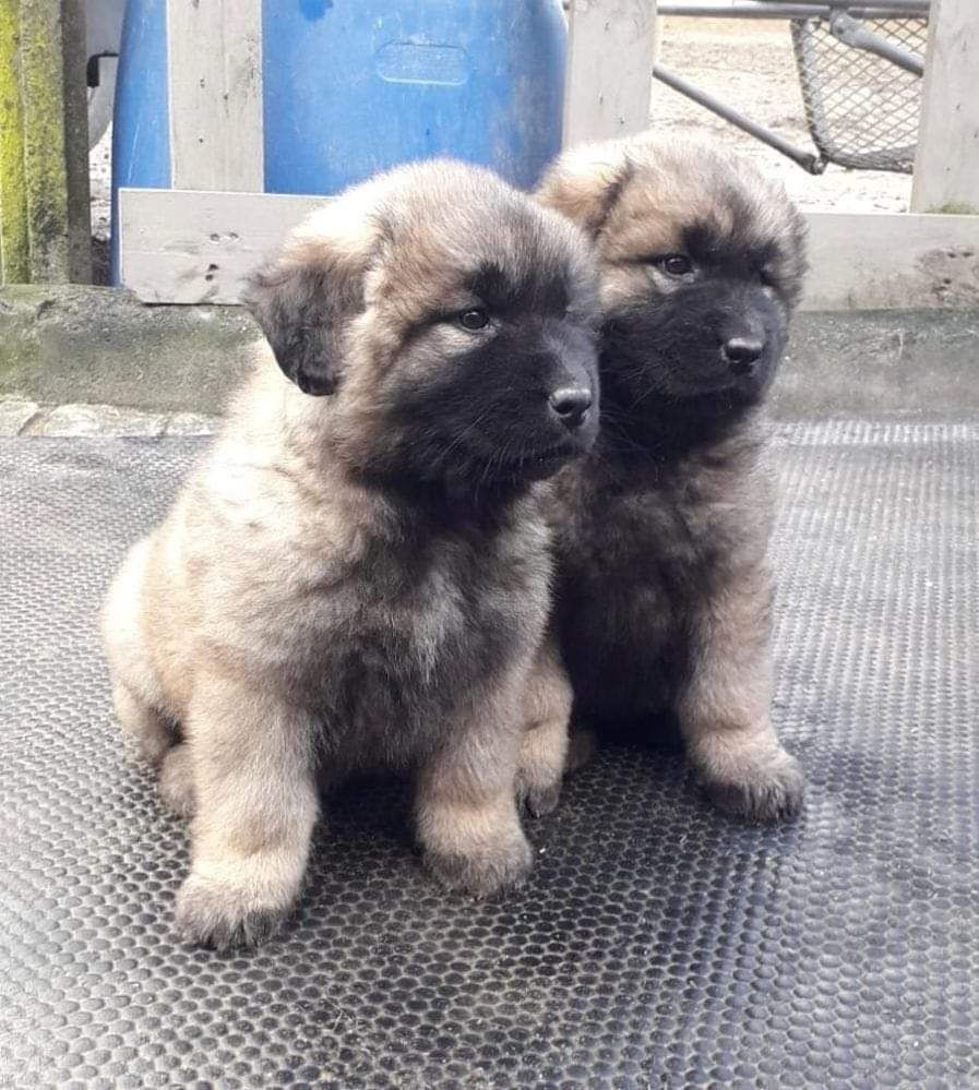 Cachorro Serra da Estrela