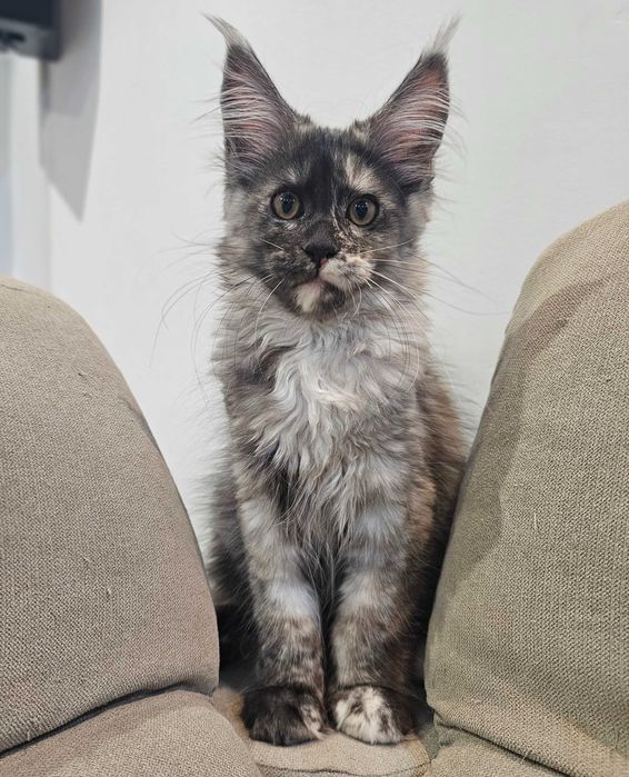 Śliczna szylkretka Maine coon linia shaded