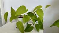 Epipremnum neon golden pothos