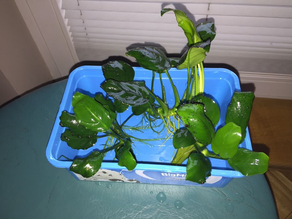 Anubias nana ładne sztuki