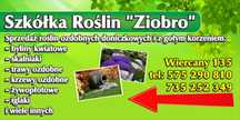 Usługi ogrodnicze, glebogryzarka seperacyjna, mulczer