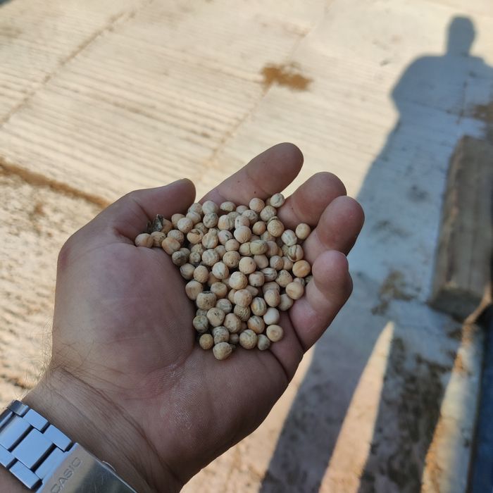 Продам горох ярий, урожай 2025р