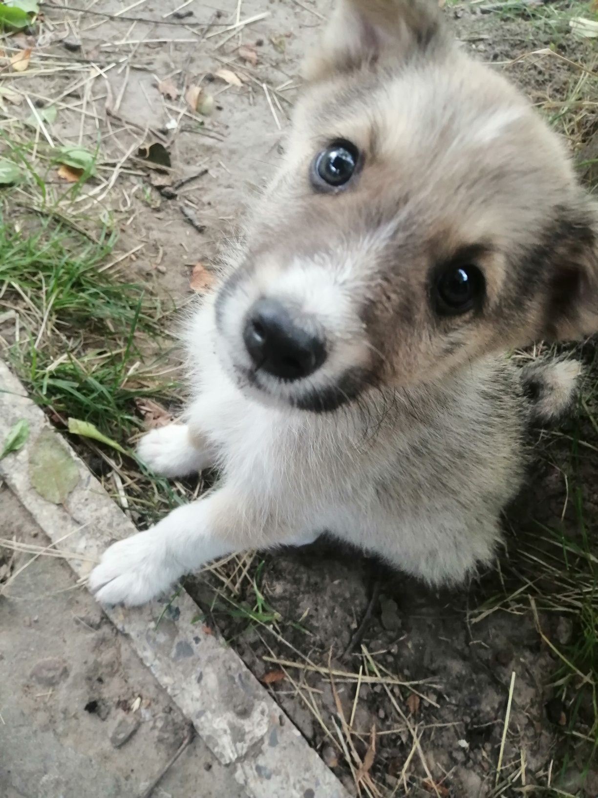 Віддам в добрі ручки хлопчиків, 4 міс. .