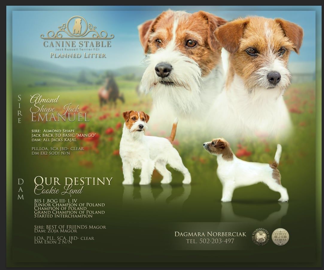 Jack Russell Terrier Związek Kynologiczny w Polsce
