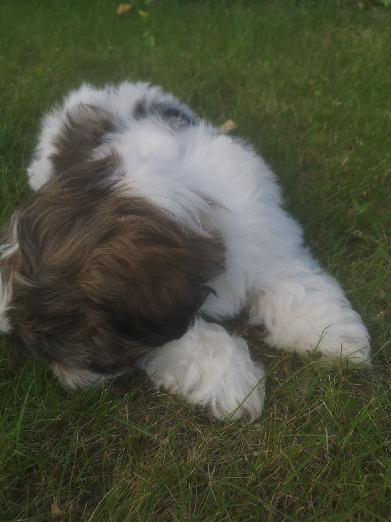 Szczeniaczek Shih-tzu.