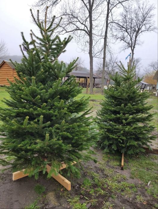 Живі ялинки, Київ, доставка по Києву