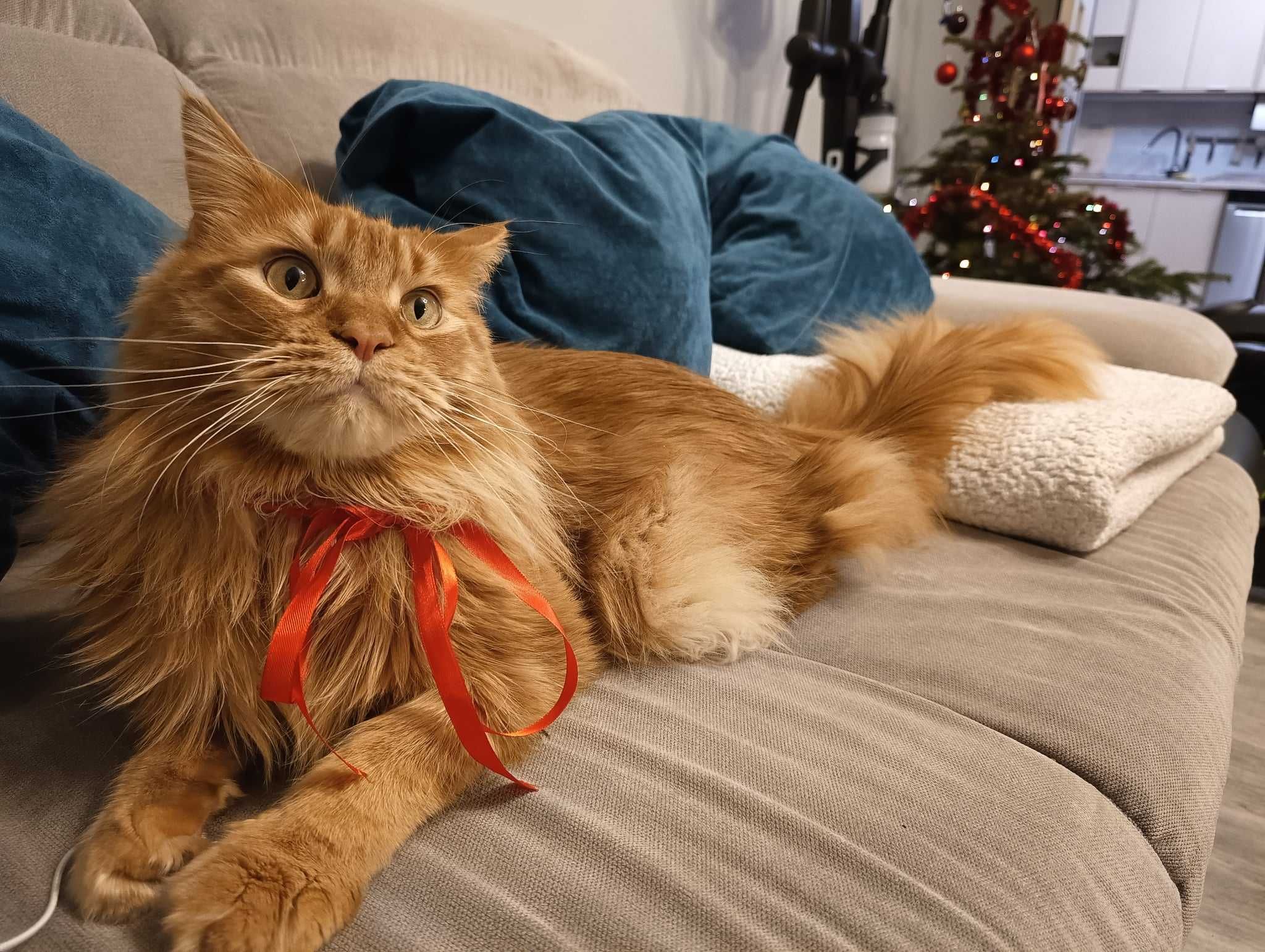 Kot Maine Coon Rudy uroczy kotek szuka nowego domu, skończone 4 latka