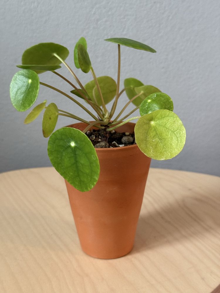 Pilea peperomioides - pieniazek w glinianej doniczce