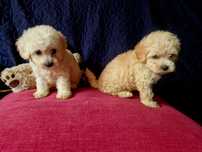 Maltipoo sunia apricot