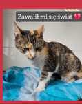 SOS! ZUZIA – najkochańsza kotka straciła WSZYSTKO. JEST ŹLE