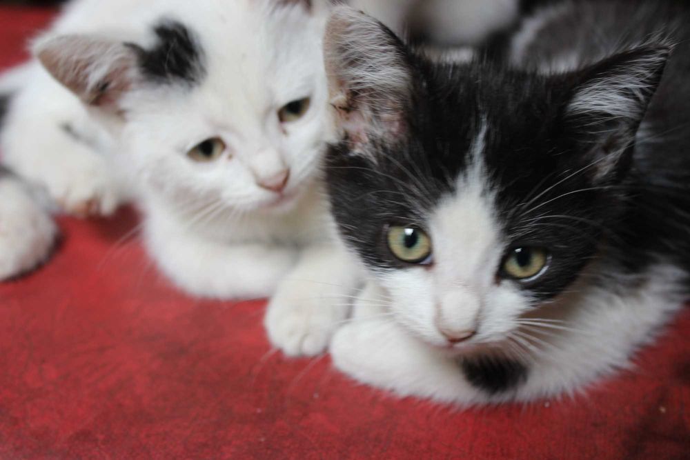 Кошенята у добрі руки