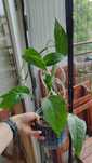 Epipremnum pinnatum variegata roślina doniczkowa