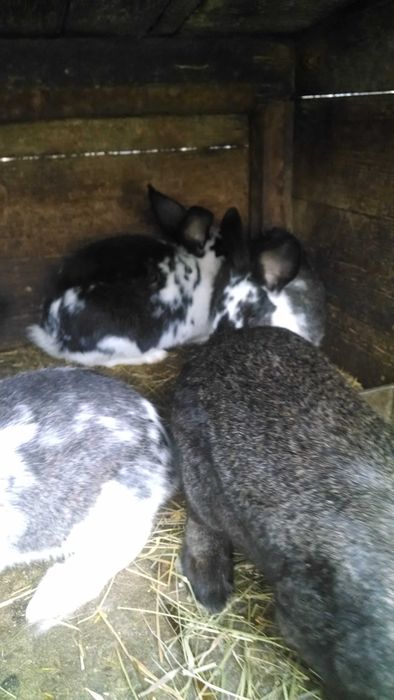 Кроликі панон з бабочкой, фландр,молодняк та великі кроли .