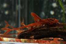 Loricaria Red Lizard - 6 cm - Sklep Zoologiczny ALTUM