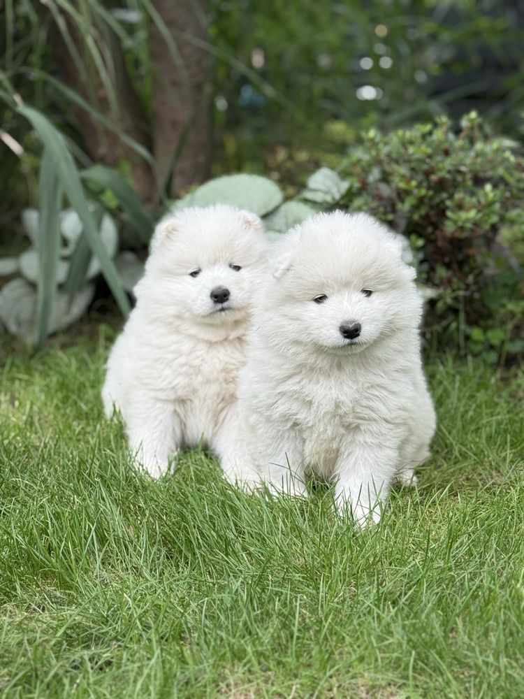 Samoyed Samojed rezerwacja