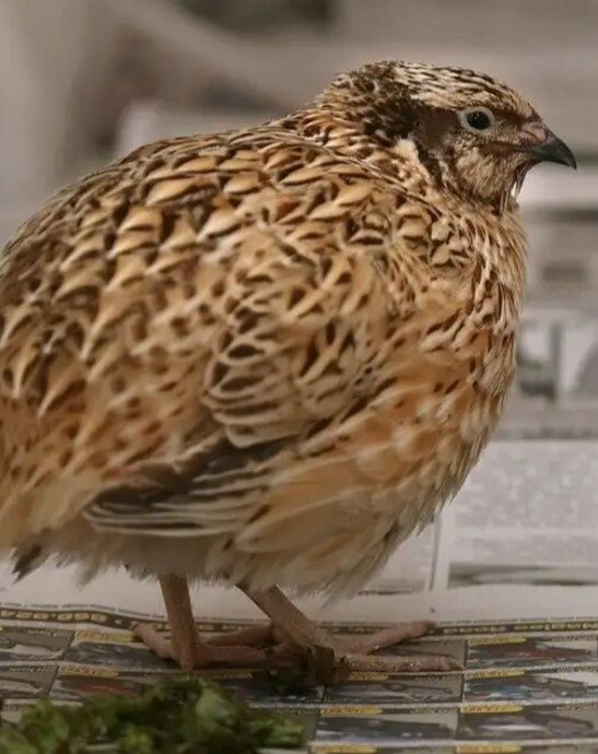 Перепел інкубаційне яйце, відправка по Україні