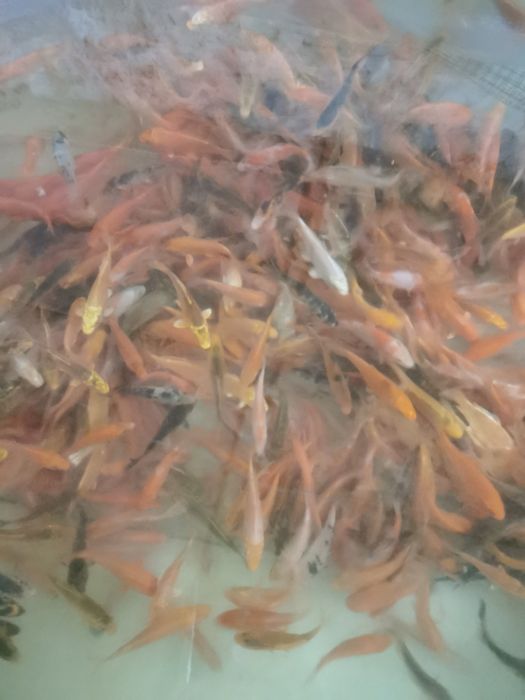 Narybek orfa karp koi karaś złota rybka