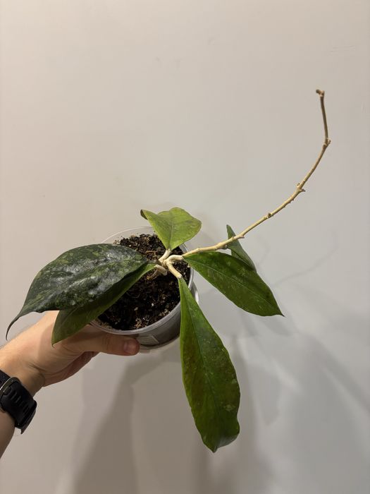 Хойя chicken farm, black leaf, mathilda( матільда)