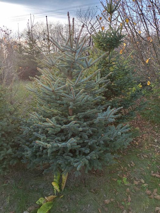 Świerki srebrne, pospolite