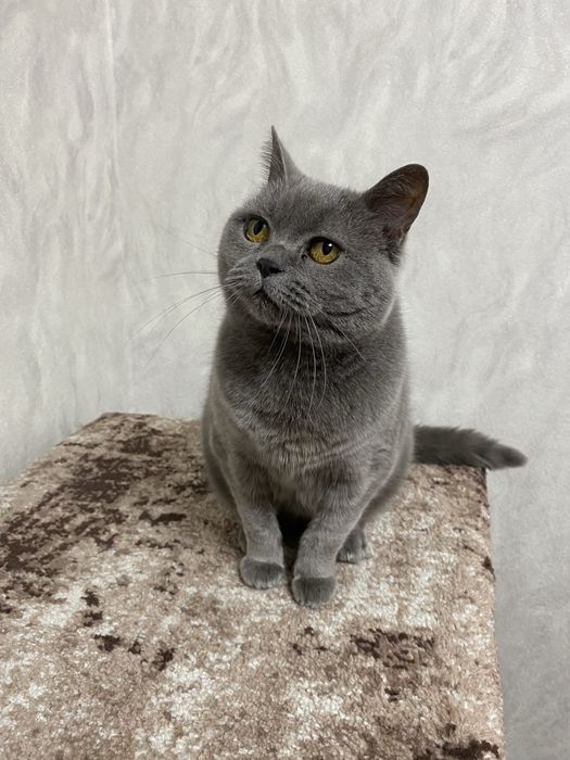 Віддам кицю в добрі руки