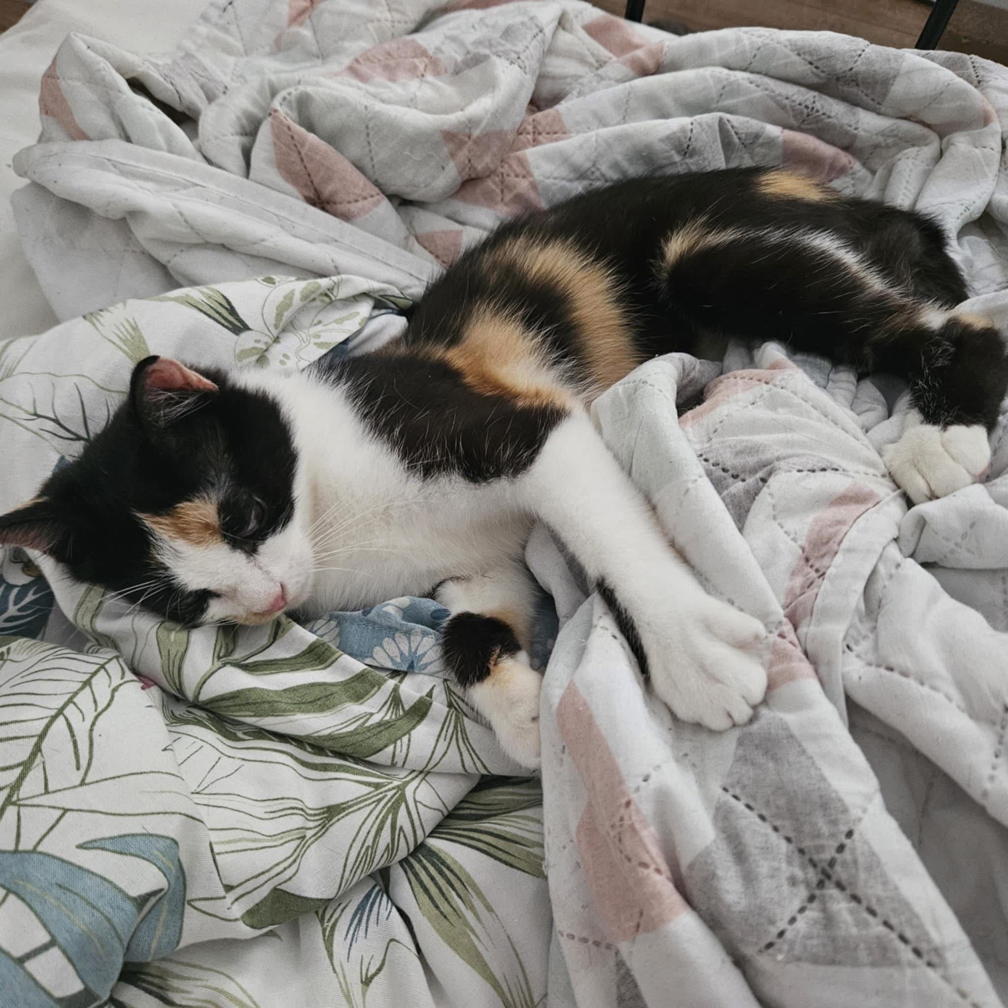 Cudna kotka Nori PILNIE szuka domku do adopcji