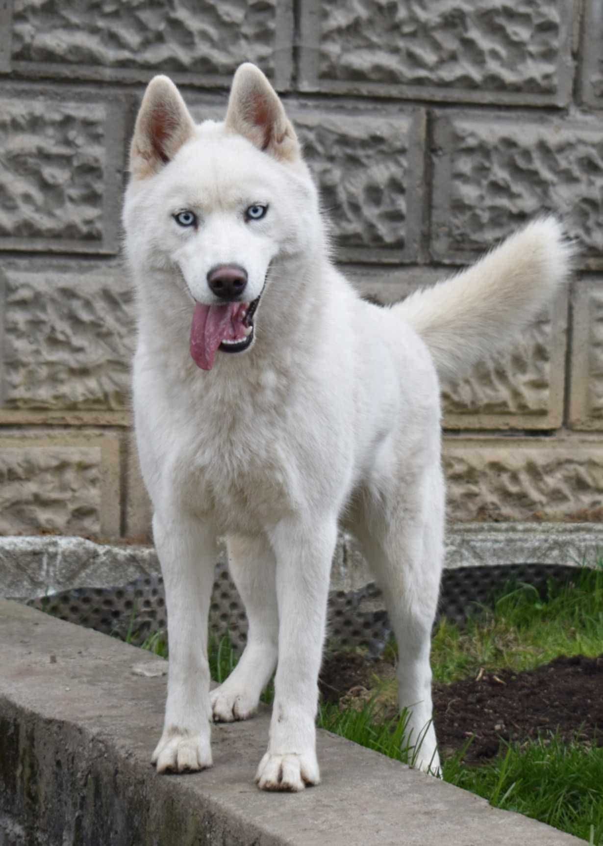 Siberian Husky, miła, spokojna i wesoła suczka, ZKwP / FCI