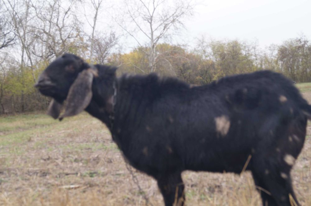 Козеня нубокоморі, дівчинка