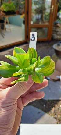 Crassula   Solana