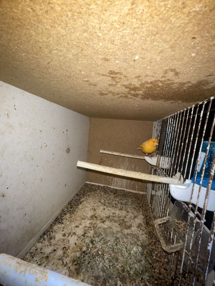 Piriquitos, canarios, agapornis