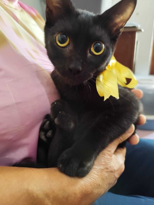 Gato 3.5 meses para adoção consciente