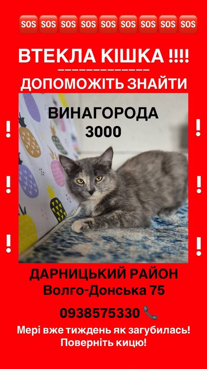 Допоможіть знайти кішку! Дарниця! Винагорода гарантована