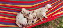 Labrador retriever z Rodowodem 4-pokolenia  biszkoptowe labradory małe