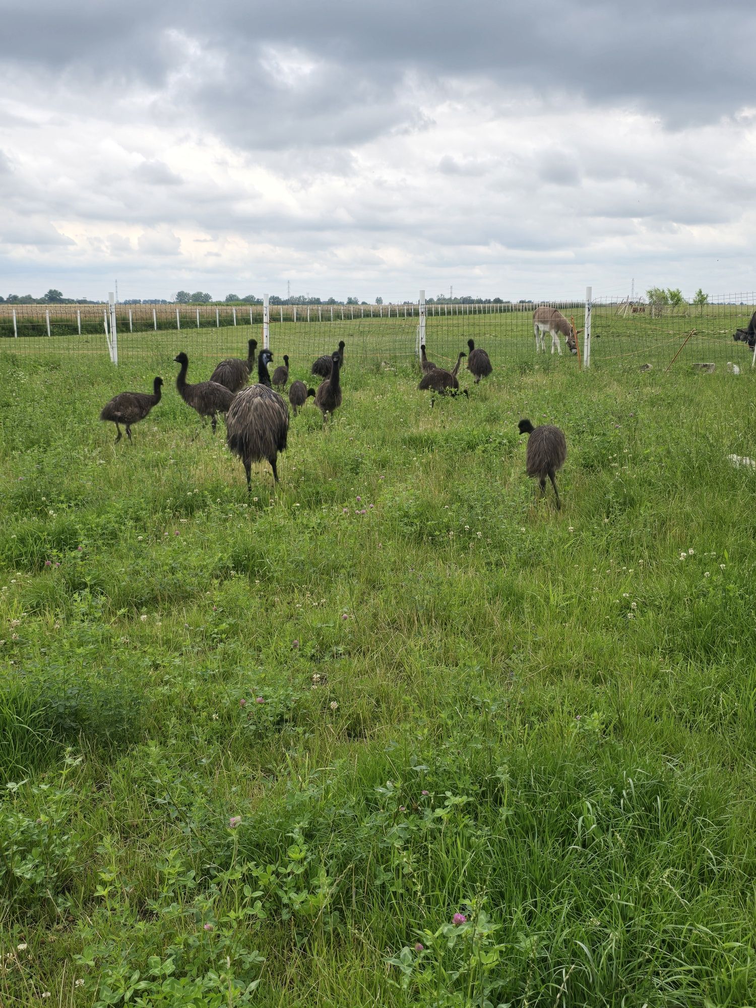 Sprzedam młode strusie emu