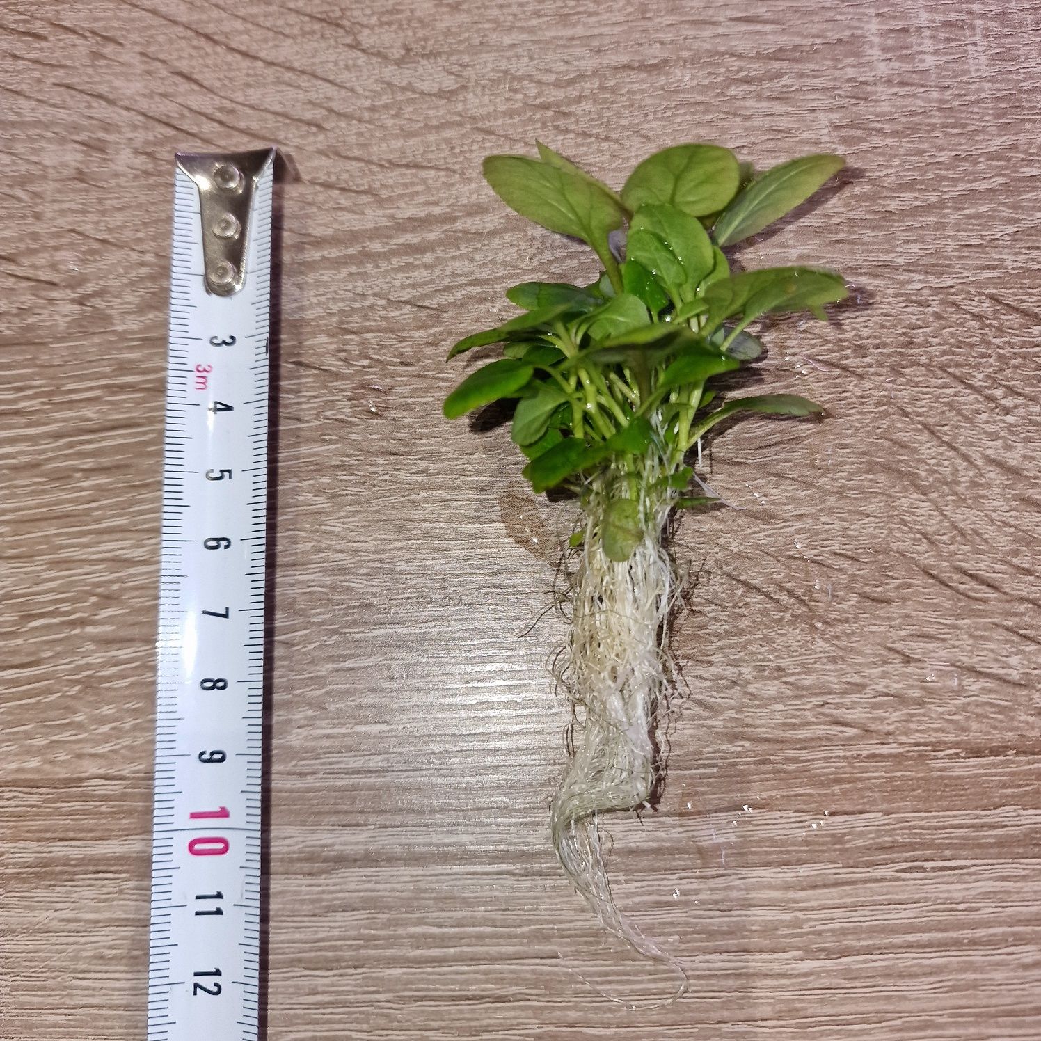 Wysyłam! Sadzonka Lobelia Caridinalis Mini 1 SZT. Dostępne więcej