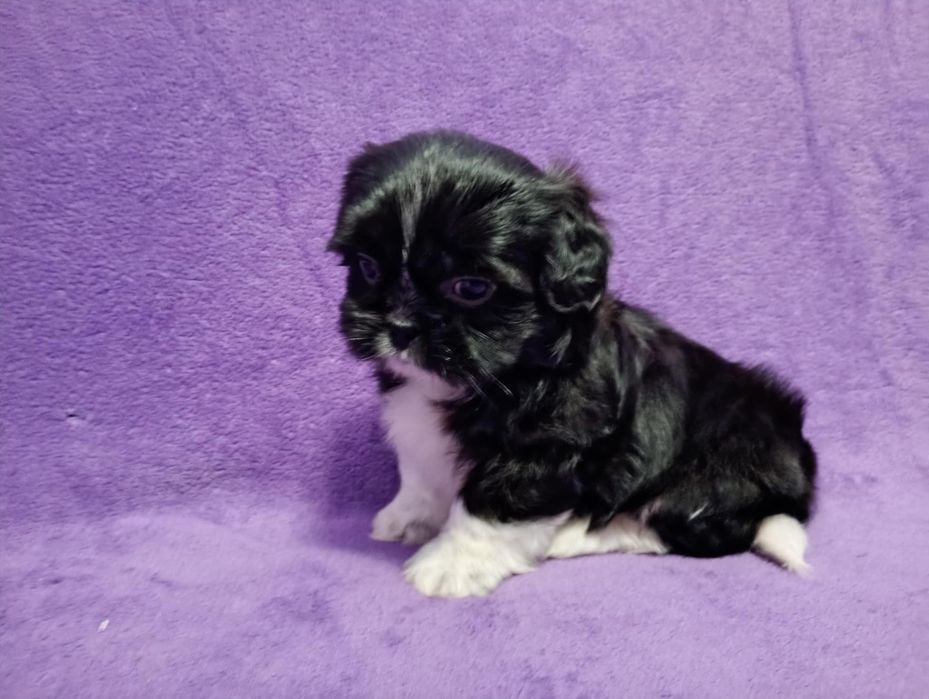 Shih tzu czarno biały piesek z rodowodem