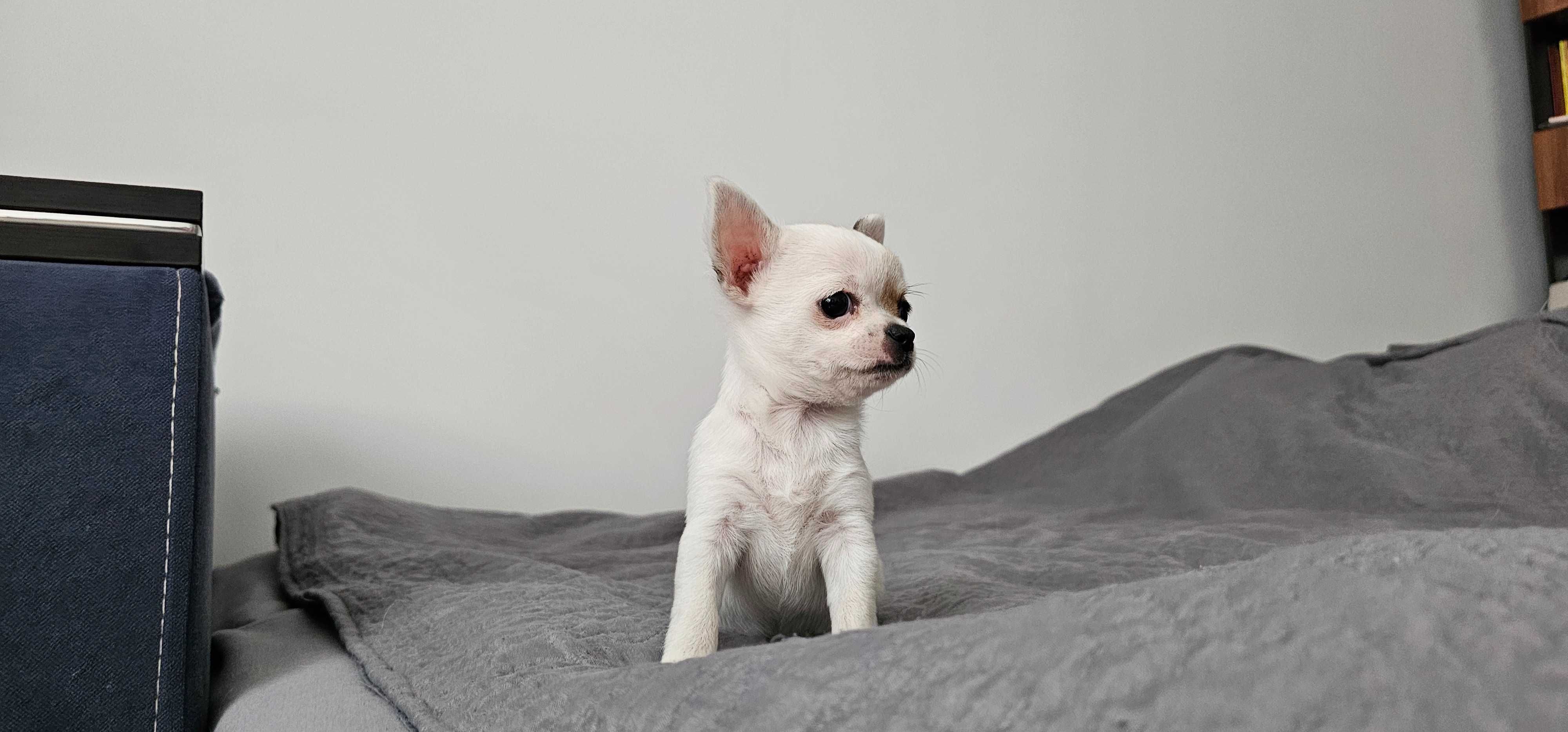 Piesek chihuahua