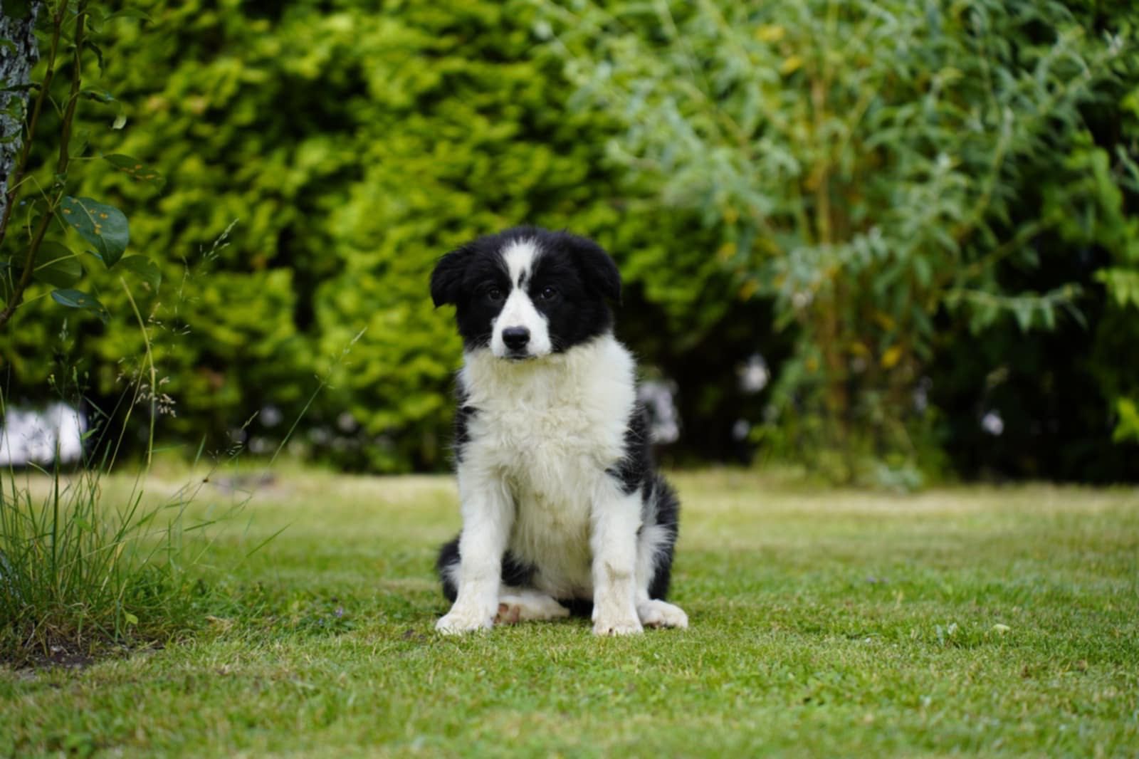 Border Collie – szczenię z hodowli Szalone Urwisy FCI czeka na Ciebie!