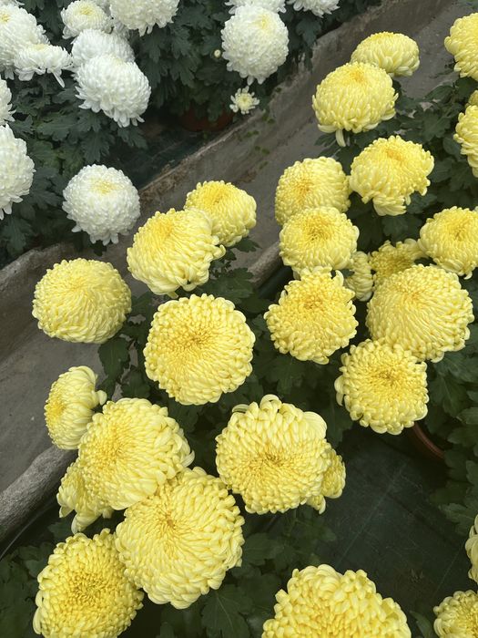 Sprzedam chryzantemy