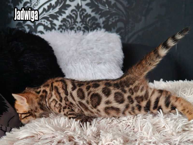 Koteczka bengalska z rodowodem