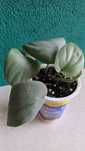 Scindapsus silver hero