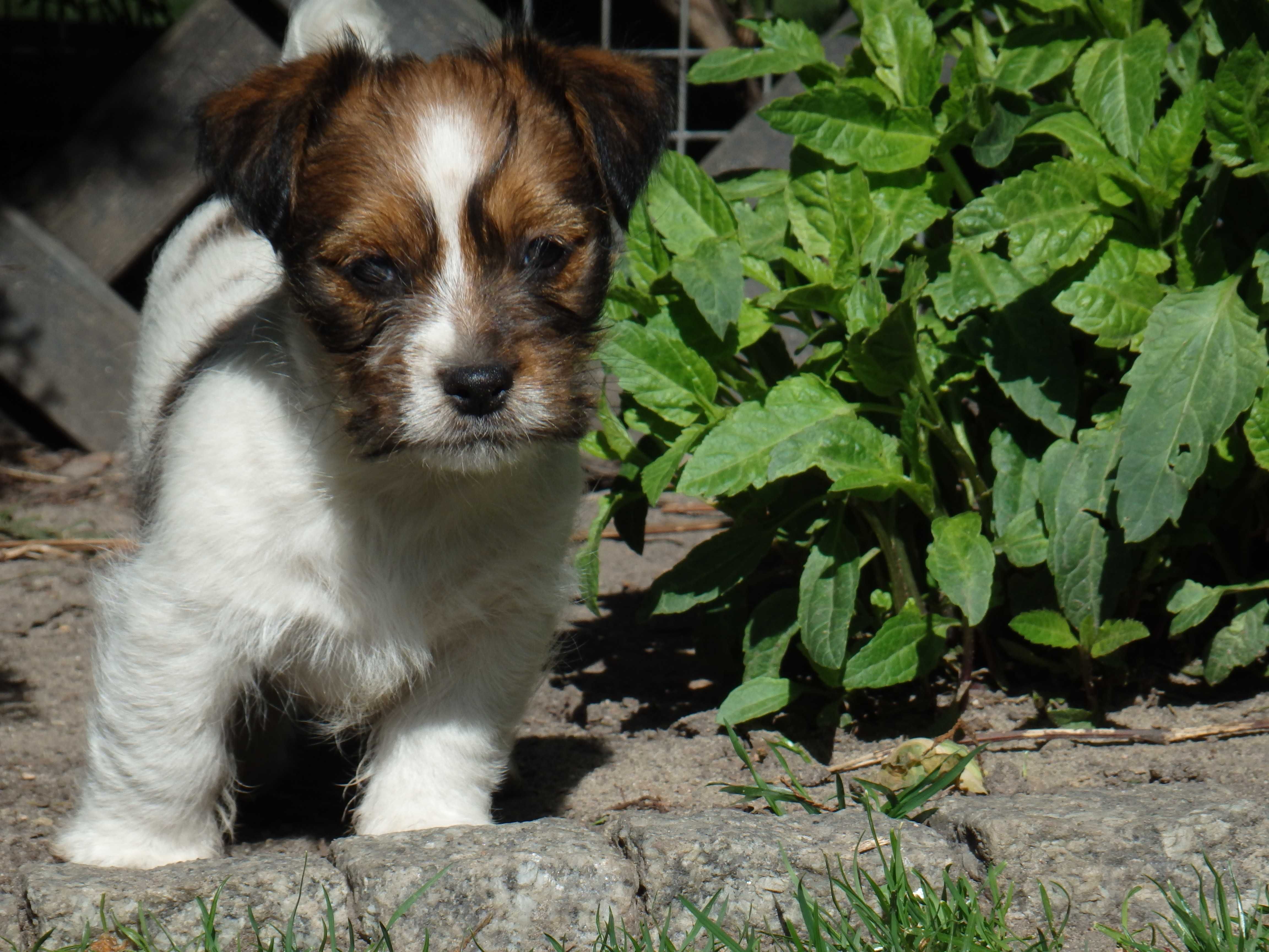 Jack Russell Terrier MATRIX Smartie Jacks wire-haired MALE parents FCI