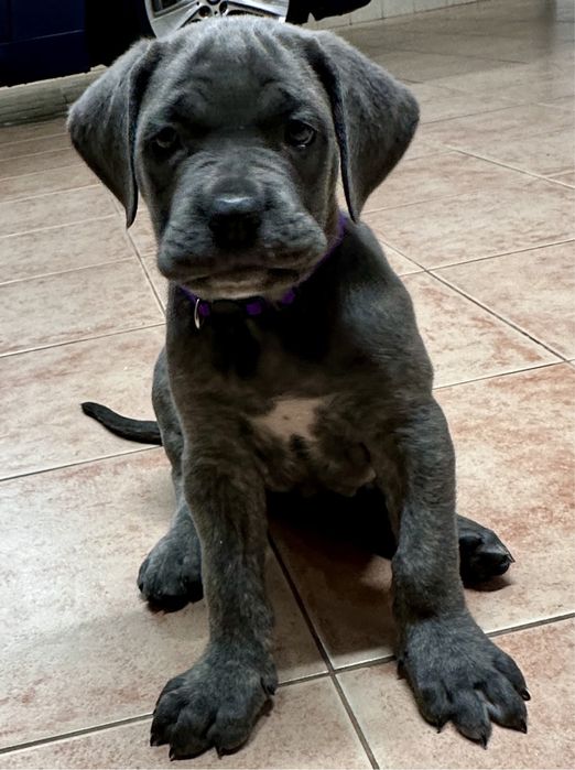 Cane Corso Italiano 800 euros