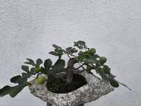 Bonsai figueira com fruta